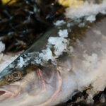 fish on ice